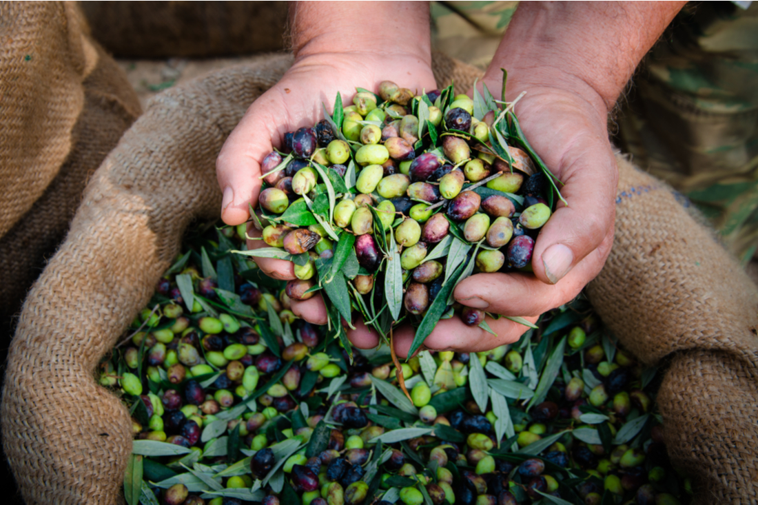 Una chance nel mondo dell’olivicoltura