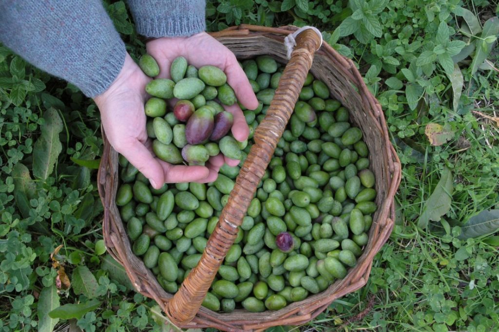 Passeggiando tra gli olivi: 125 città alla scoperta dell’olio di qualità
